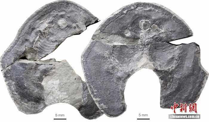  亿万年尘封秘密揭开；短耳鸮甲鱼如何改写多鳃鱼目演化史。 文化旅游