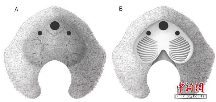  亿万年尘封秘密揭开；短耳鸮甲鱼如何改写多鳃鱼目演化史。 文化旅游