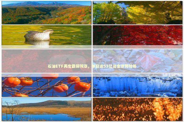 石油ETF再度霸屏领涨，单日逾53亿资金逆势抢筹 新闻